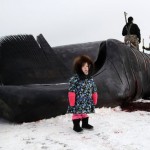 Alaska Whale Photo Gallery