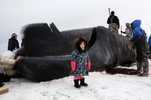 Alaska Whale Photo Gallery